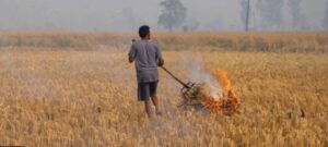 पराली