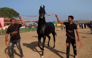 5 करोड़ का घोड़ा